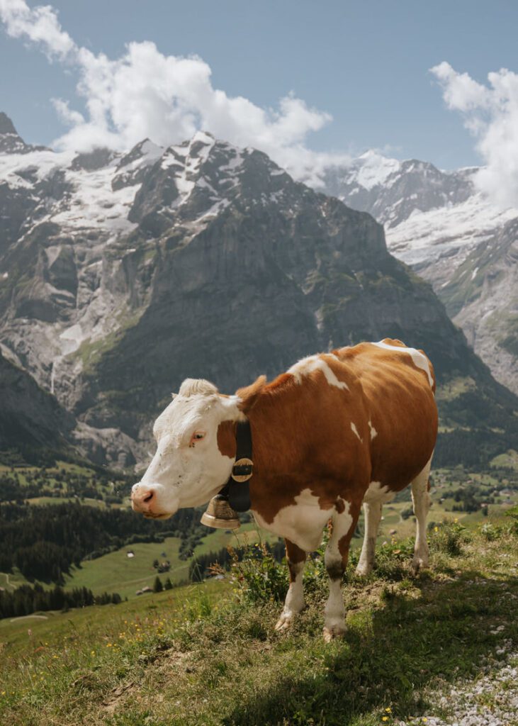 Cow standing on mountain edge in Switzerland.