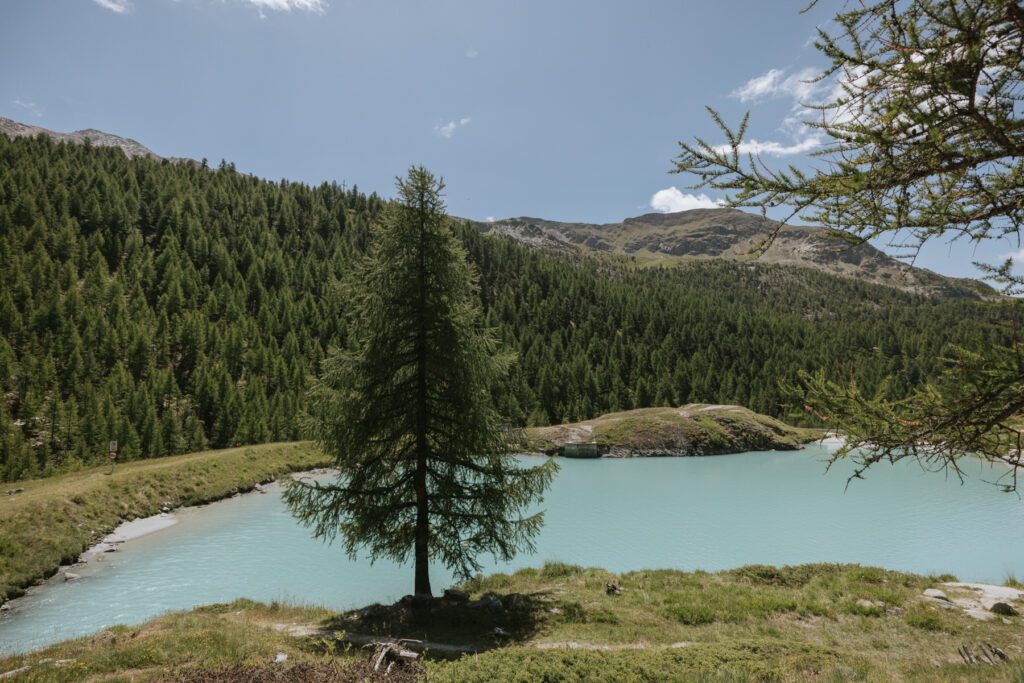 Teal lake with large tree.